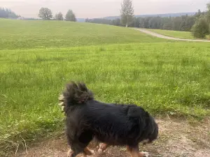 Siuu
