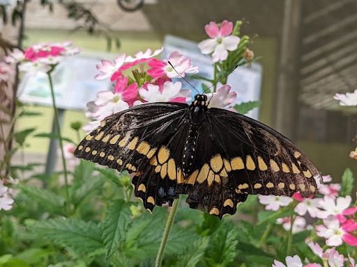 Beech Creek Botanical Garden & Nature Preserve