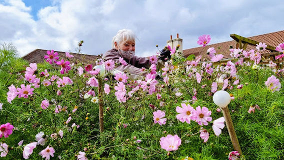 PCP Garden