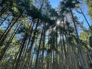 The Enchanted Forest