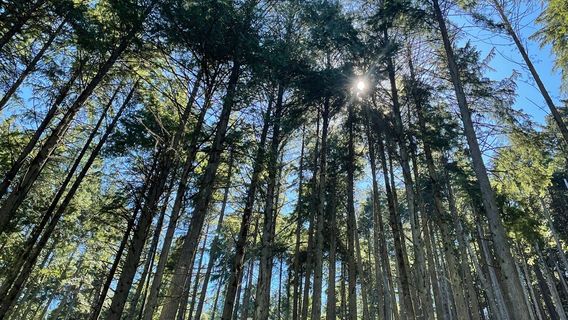 The Enchanted Forest