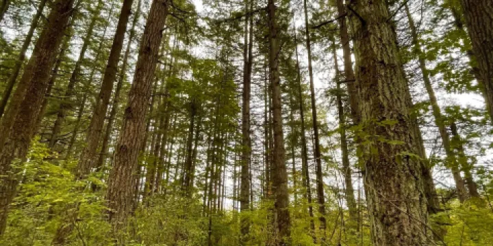 坎貝爾谷地區公園