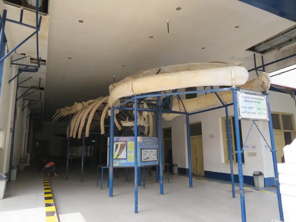 4_Museum of Zoology (Museum Zoologicum Bogoriense)