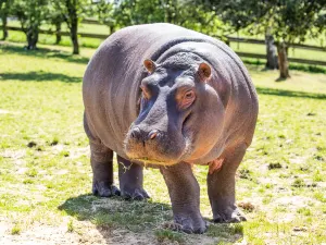 ZSL 윕스네이드 동물원