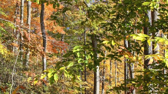 Flanders Nature Center & Land Trust
