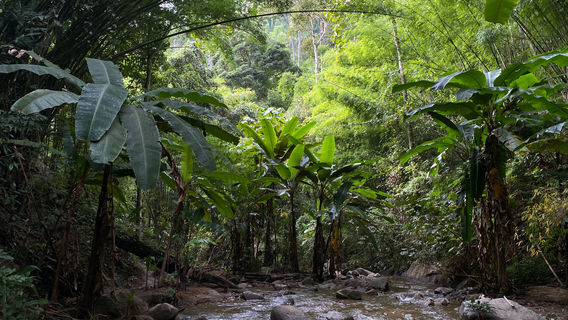 Siam River Adventures