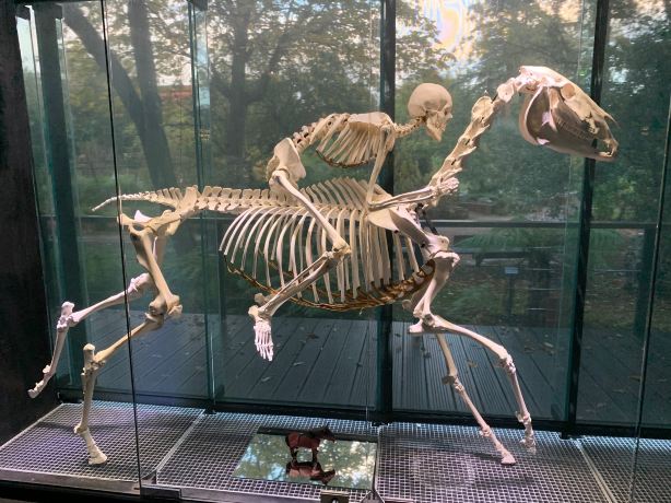 Museum de Toulouse