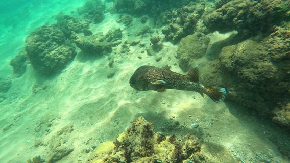 Coral Sanctuary Boat Ticket Issue Center