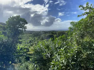 Barbados Wildlife Reserve