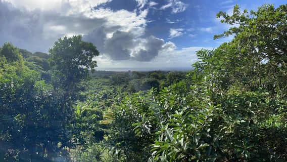 Barbados Wildlife Reserve