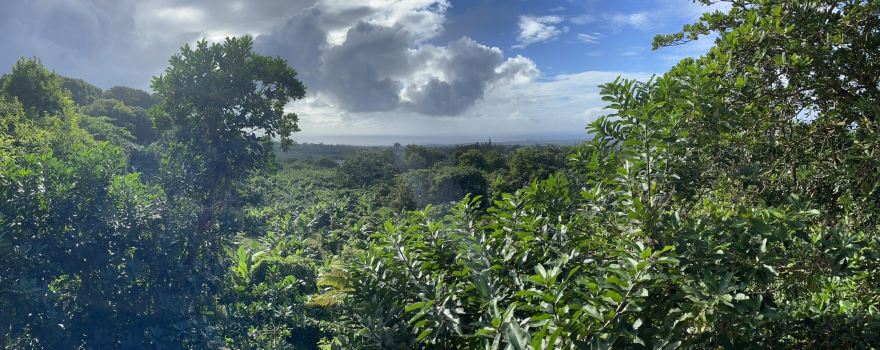 Barbados Wildlife Reserve