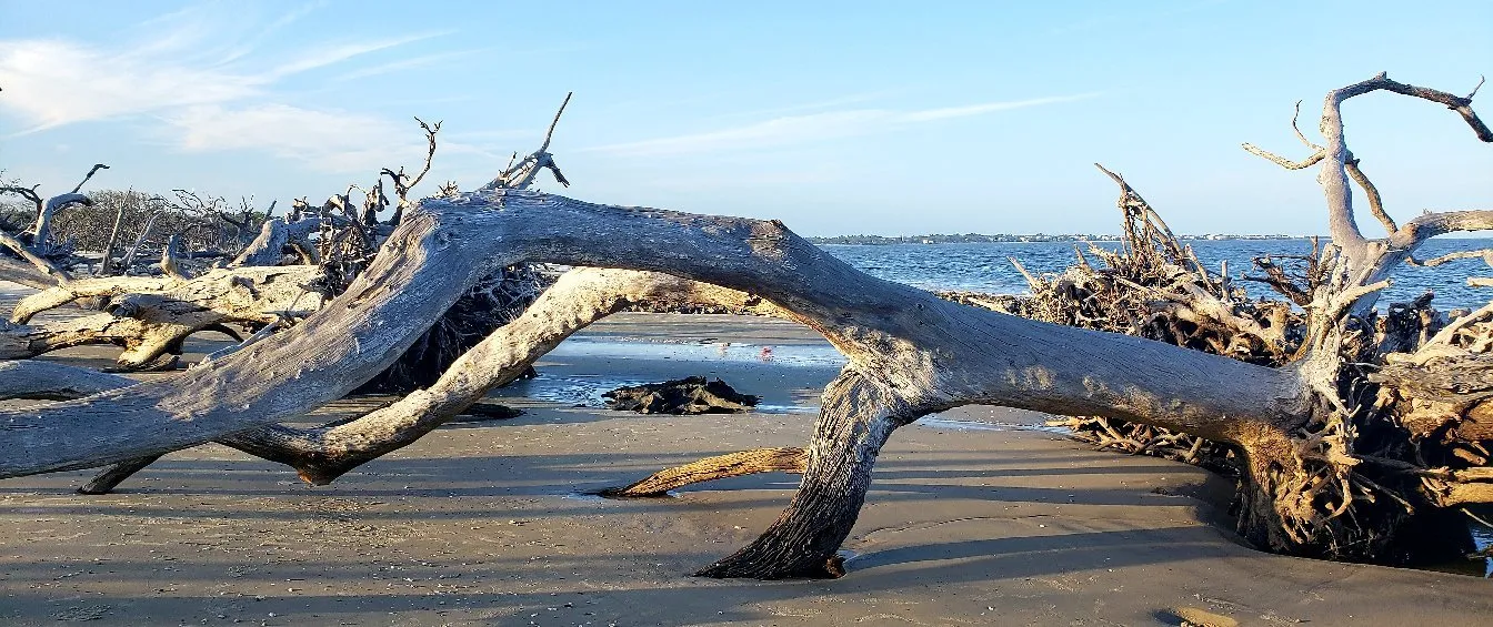 5_Driftwood Beach