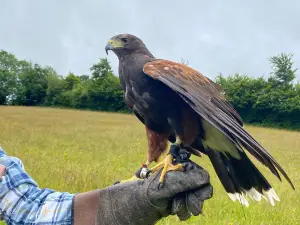 North Devon Hawk Walks