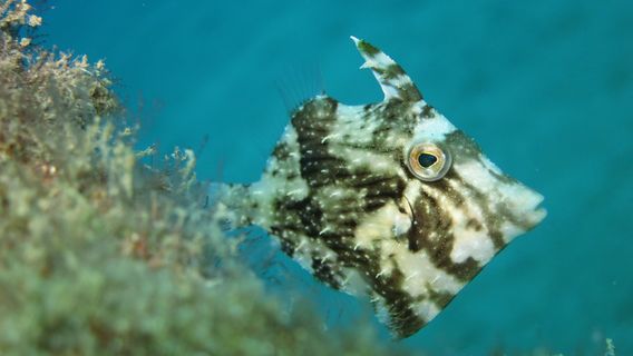 Aquasport Diving Lanzarote