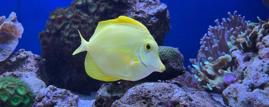 Aquarium Pula
