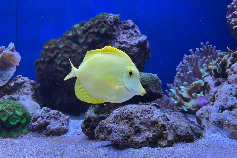 Aquarium Pula