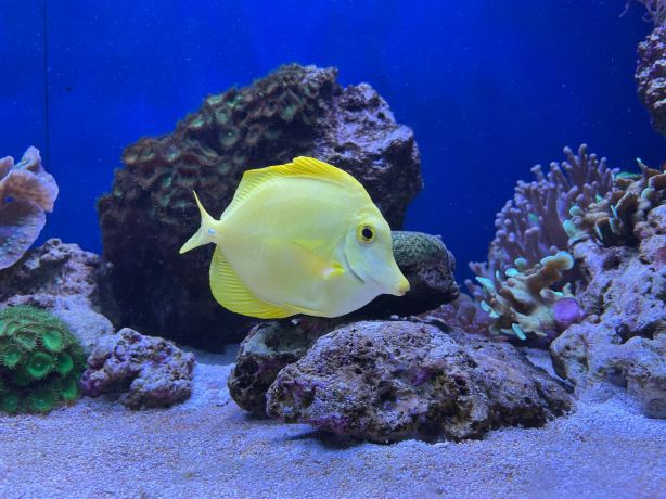 Aquarium Pula