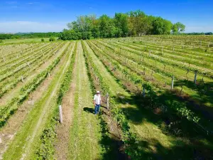 Winneshiek Wildberry Winery