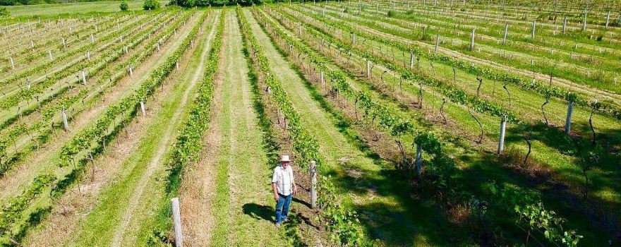 Winneshiek Wildberry Winery