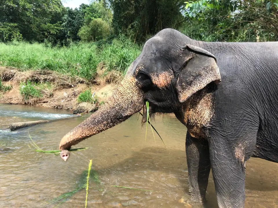 3_The Elephant Freedom Project