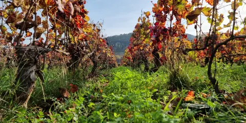 Domaine Prunier-Damy