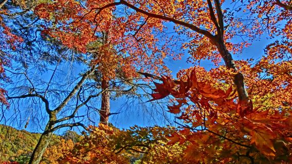 Lunar Stone Maple Park