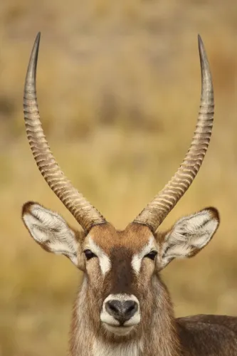 Limpopo