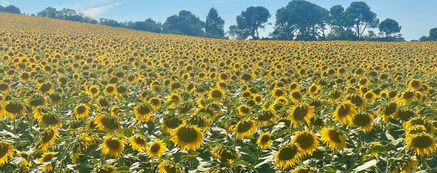 Mellow Velos - Limoux