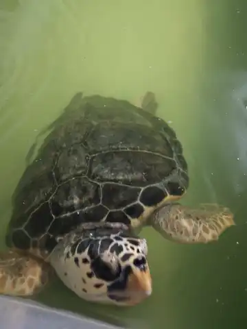 Hotels near Centro di Recupero e Riabilitazione Tartarughe Marine