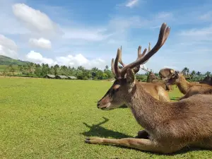 Ocampo Deer Farm