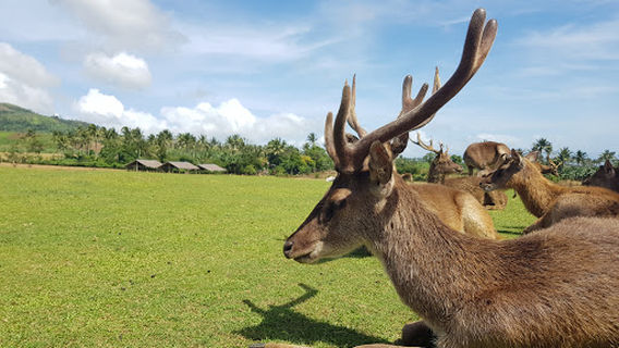 Ocampo Deer Farm