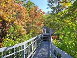 Birch Knob Observation Tower