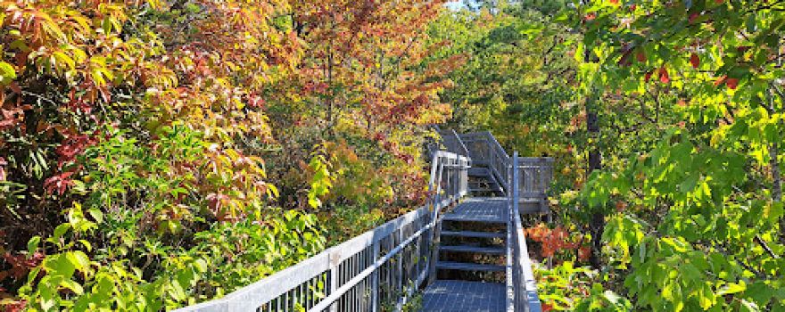 Birch Knob Observation Tower