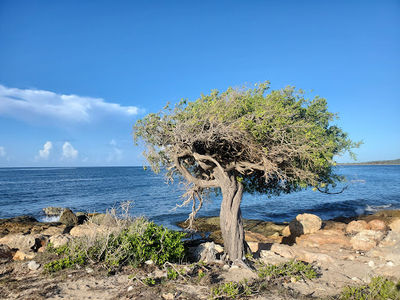 Playa Tamarindo