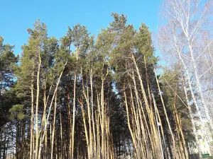 Pionerskiy Park