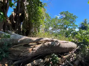 Cây Di sản hồ Tà Đùng