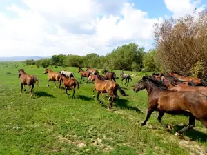 Kfkh "Ser'ga"