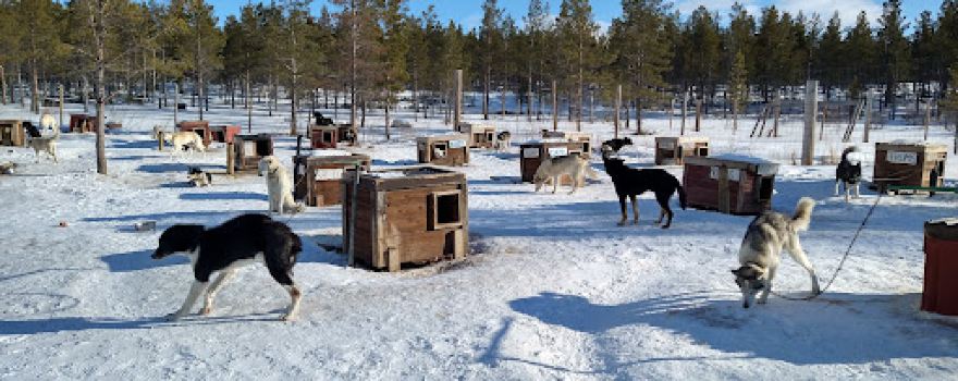 Snøhetta Husky AS
