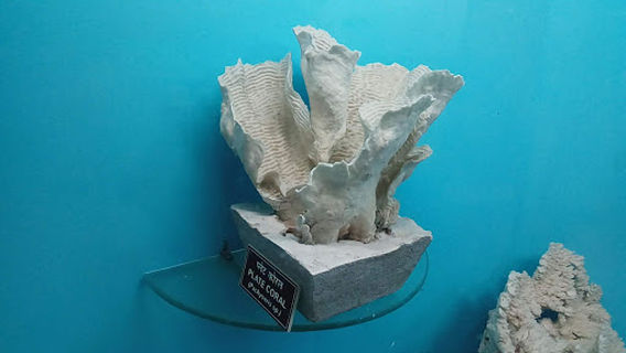 Fisheries Musueum Cum Aquarium