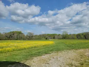 Alvin C. York Home