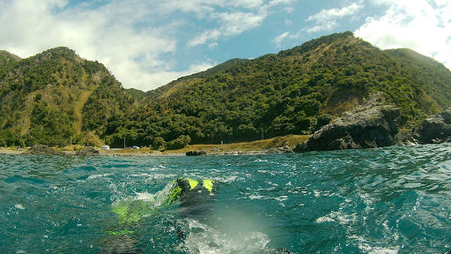 Daves' Diving Kaikoura