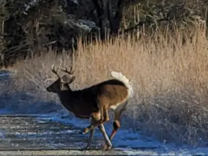 Hollister Wildlife Area