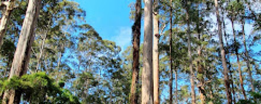 Big Tree Grove