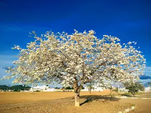 City's park
