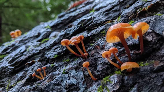 Thornewood Open Space Preserve