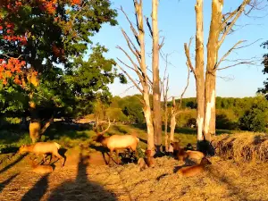 Gaylord City Elk Park Viewing Area