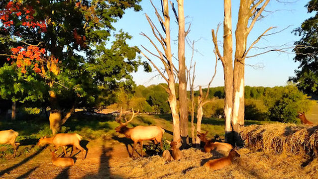 Gaylord City Elk Park Viewing Area