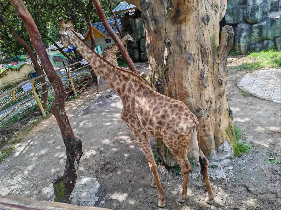 3_西雙版納野生動物園