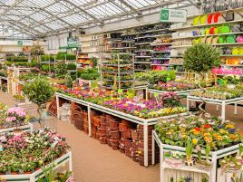 Jucca. garden center