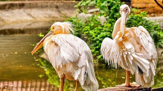Odessa Zoo